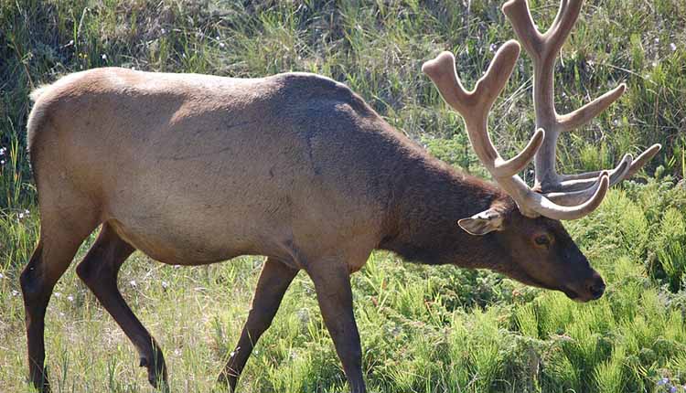 Find Places To Go Elk Hunting In Texas.