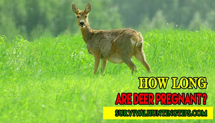 How Long Are Deer Pregnant?