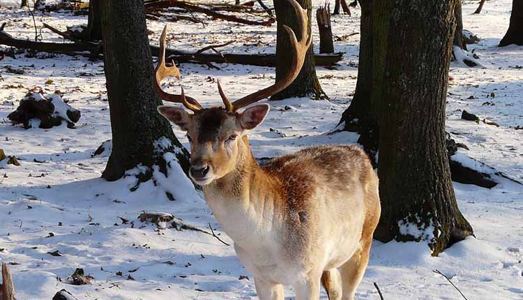 What Do Deer Eat In The Winter