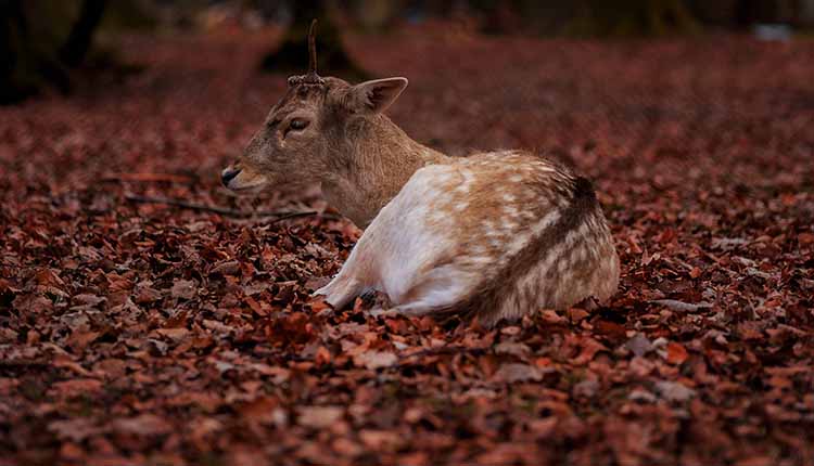 What Do Deer Need To Survive In A Harsh Environment