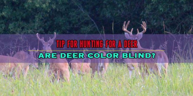 Are Deer Color Blind